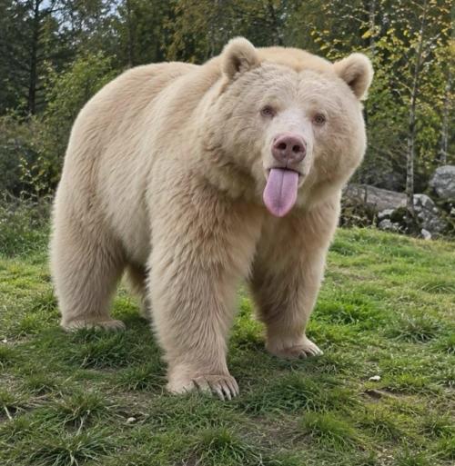 Солт появилась на свет в 2009 году в норвежском Polar Park с редкой особенностью, альбинизмом. 03