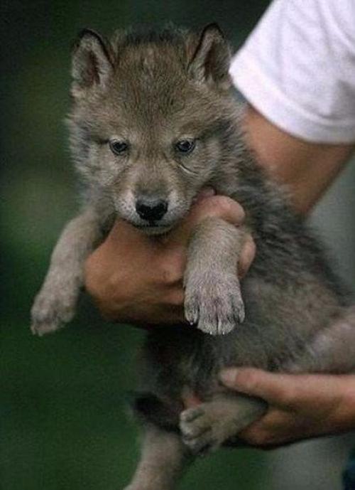 Шесть лет жизни с волками. 05