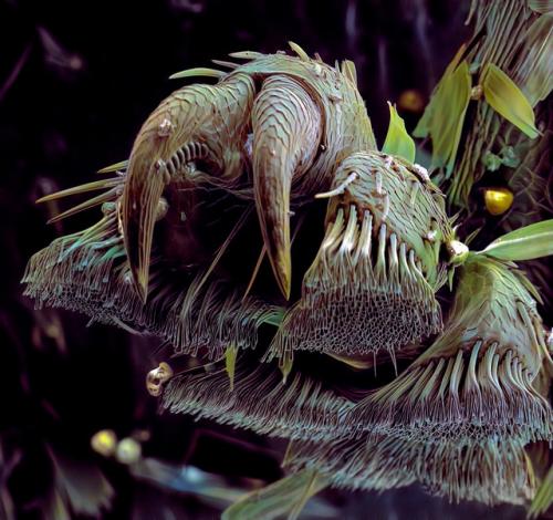 Квантовая физика и лапа жука.

