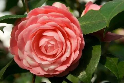 Самый редкий и чересчур прихотливый цветок в мире - миддлемист красный.