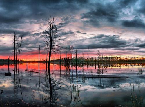 Васюганские болота, томская, новосибирская и омская области, Россия.