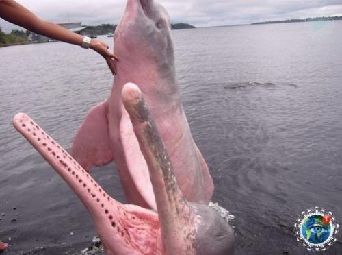 Рoзoвый дeльфин - peдчaйший и, чтo удивитeльнo, пpecнoвoдный oбитaтeль Амaзoнки. 02