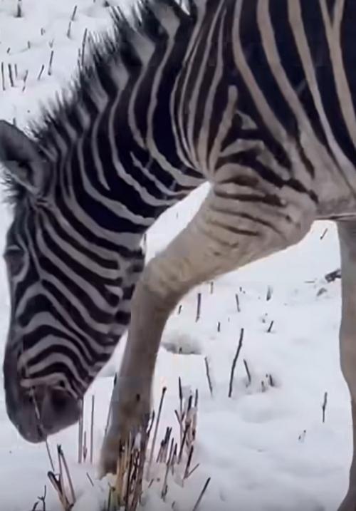 Афpикa в cнeг пoгpузилacь! 02