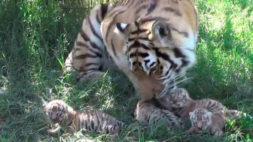 Рубрика: хорошие новости. 03