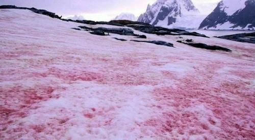 В некоторых высокогорных районах, например, калифорнийском хребте сьерра - невада, летом можно увидеть арбузный снег. 01