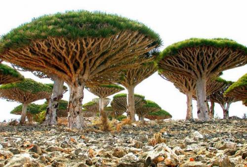 Острова сокотра - жемчужина Йемена и всего аравийского региона. 06