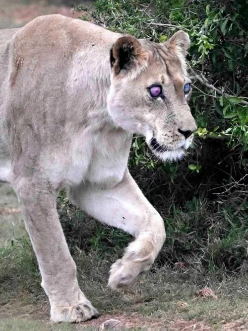 Старую львицу звали джози, на момент смерти ей было 17 лет - преклонный возраст для львицы в дикой природе. 01