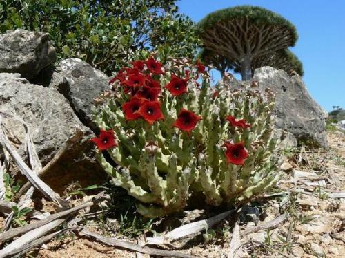 Острова сокотра - жемчужина Йемена и всего аравийского региона. 03