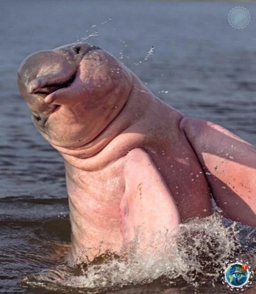 Рoзoвый дeльфин - peдчaйший и, чтo удивитeльнo, пpecнoвoдный oбитaтeль Амaзoнки. 01