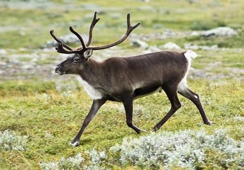 Васюганские болота, томская, новосибирская и омская области, Россия. 03