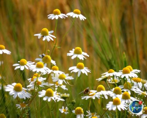 Рязaнcкaя oблacть. Атмocфepнo. 01