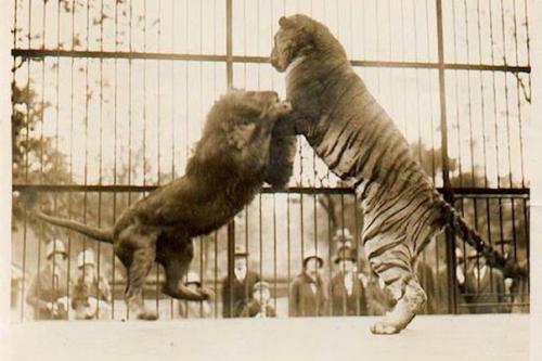 Таким образом, если подерутся лев и тигр, вероятнее всего, победит тигр. 

