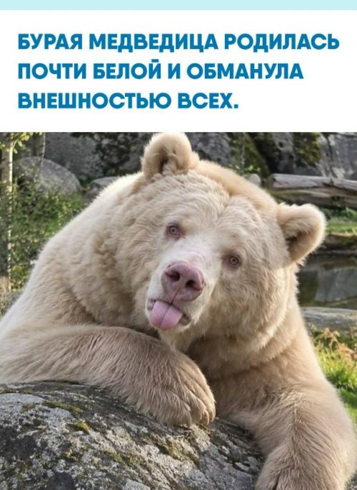 Солт появилась на свет в 2009 году в норвежском Polar Park с редкой особенностью, альбинизмом.  
