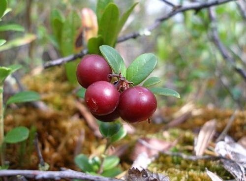 Васюганские болота, томская, новосибирская и омская области, Россия. 04