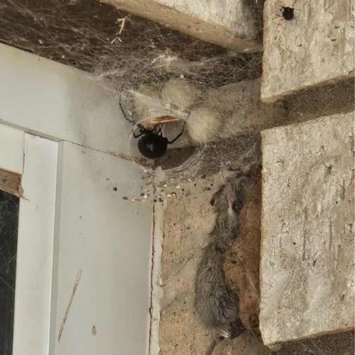 В одном из домов в США житель столкнулся с необычным соседом - гигантской черной вдовой.