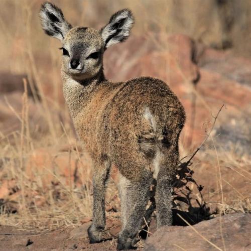 Клиппшпрингер.  Клиппшпрингером называют необычную крошку - антилопу, обитающую в Африке. 02