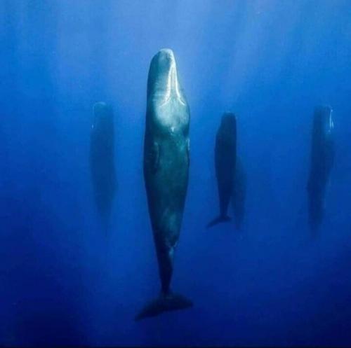 Стая кашалотов отдыхает посреди открытого океана.