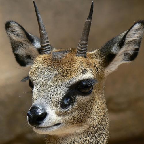 Клиппшпрингер.  Клиппшпрингером называют необычную крошку - антилопу, обитающую в Африке. 03