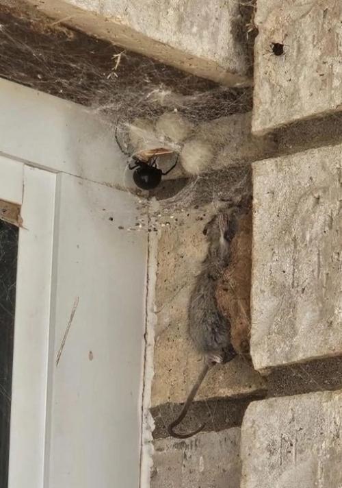 В одном из домов в США житель столкнулся с необычным соседом - гигантской черной вдовой. 01