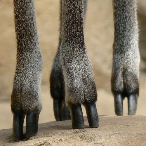 Клиппшпрингер.  Клиппшпрингером называют необычную крошку - антилопу, обитающую в Африке. 01