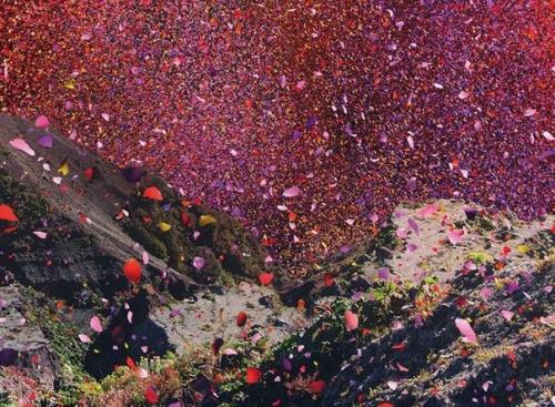 Город в Коста-рике заполнили 8 миллионов цветочных лепестков. 03