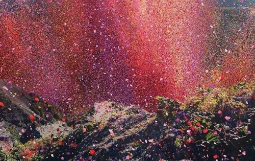 Город в Коста-рике заполнили 8 миллионов цветочных лепестков. 02