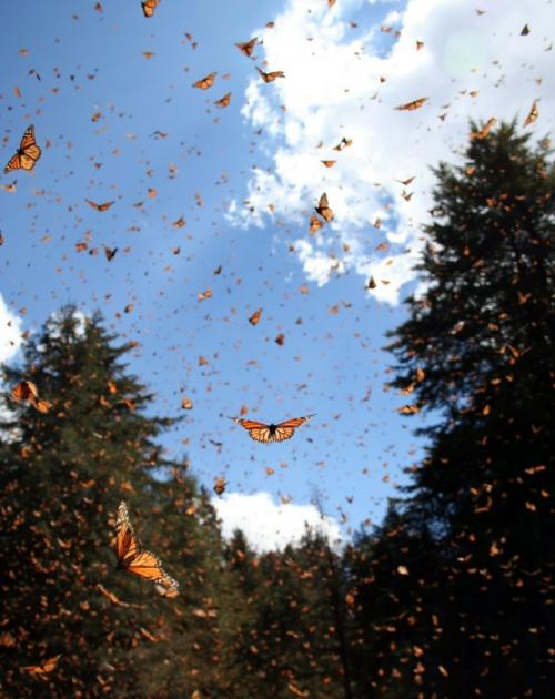 На обочине канадской автострады стоит необычный дорожный знак - он не предупреждает водителей и не указывает направление. 01