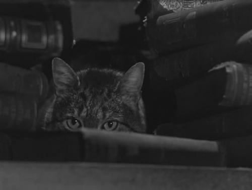 Моя маленькая защитница.