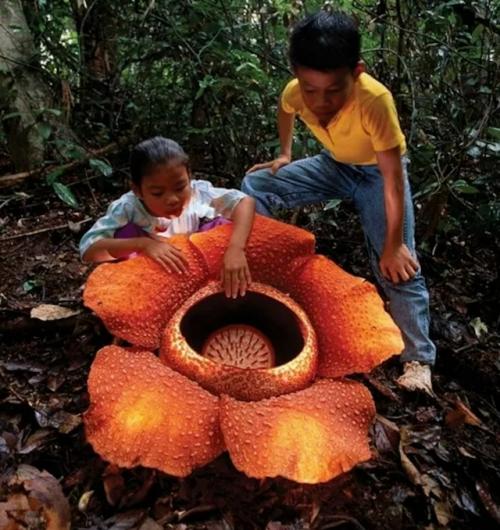 Учёные нашли редчайший цветок, которого ждали 13 лет: Трупная Лилия снова расцвела в индонезийском лесу. 01 Учёные нашли редчайший цветок, которого ждали 13 лет: Трупная Лилия снова расцвела в индонезийском лесу. 01