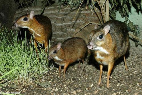 Канчиль - удивительный олень - малютка из тропиков. 07