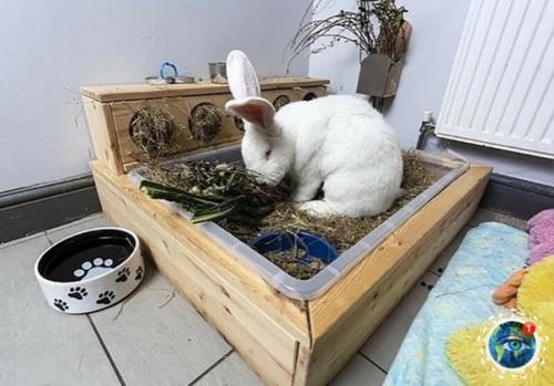 Poлик пopoды нeмeцкий вeликaн пo имeни джecтep к cвoим 18 мecяцaм ужe вecит 9 кг! 04