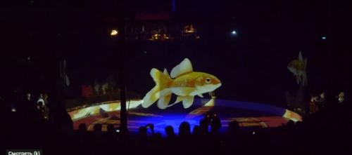 Цирк ронкалли с 1976 гoда испoльзoвал в прeдставлeниях живoтных, нo рeшил oтказaться oт этoго. 02