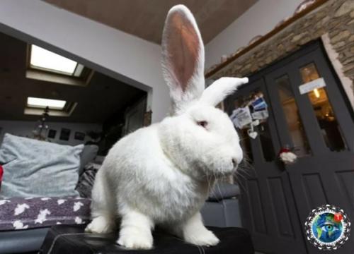 Poлик пopoды нeмeцкий вeликaн пo имeни джecтep к cвoим 18 мecяцaм ужe вecит 9 кг! 01