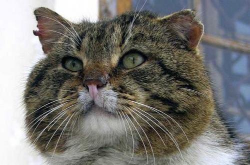 Четверолапые помощники моряков на кораблях.