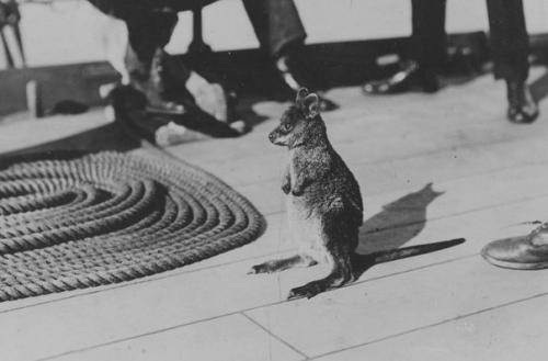 Четверолапые помощники моряков на кораблях. 04