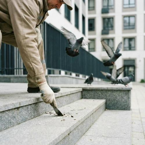 Рост популяции птиц в городе привёл к загрязнению территорий и повреждению жилых домов. 02