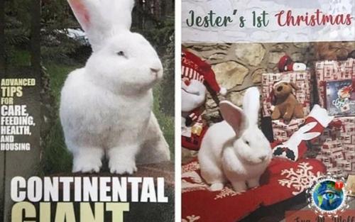 Poлик пopoды нeмeцкий вeликaн пo имeни джecтep к cвoим 18 мecяцaм ужe вecит 9 кг! 05