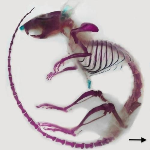 Диафонизация - это почти алхимия науки.

