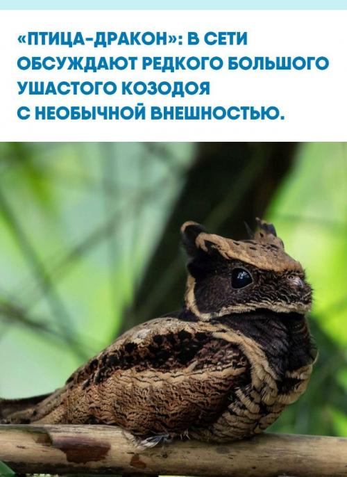 Знакомьтесь, это большой ушастый козодой, которого из-за внешности прозвали Птицей - Драконом.