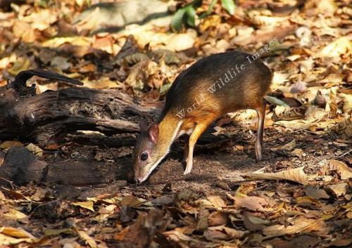 Канчиль - удивительный олень - малютка из тропиков. 06