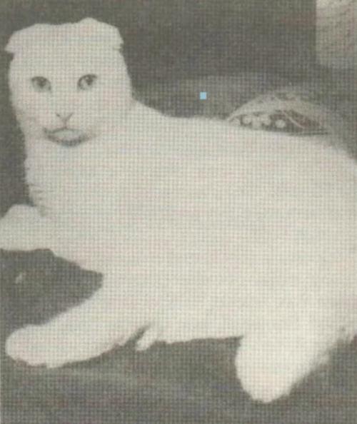 Знакомтесь, это Сьюзи, первая шотландская вислоухая кошка в истории.

