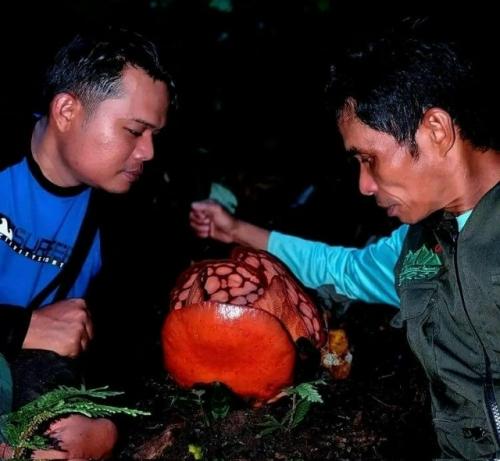 Учёные нашли редчайший цветок, которого ждали 13 лет: 