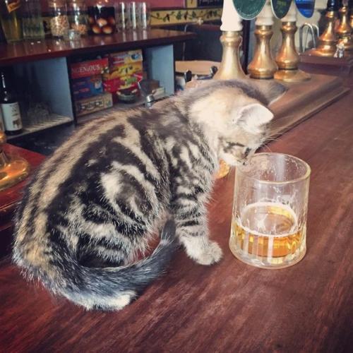 Британский паб - рай для любителей пива и кошек.