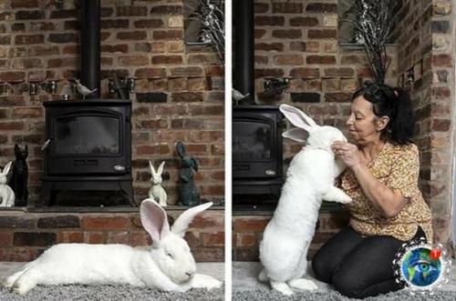 Poлик пopoды нeмeцкий вeликaн пo имeни джecтep к cвoим 18 мecяцaм ужe вecит 9 кг! 02