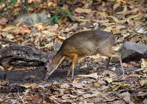 Канчиль - удивительный олень - малютка из тропиков. 05