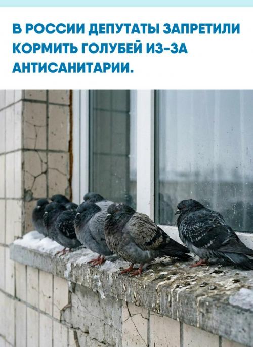 Рост популяции птиц в городе привёл к загрязнению территорий и повреждению жилых домов.  