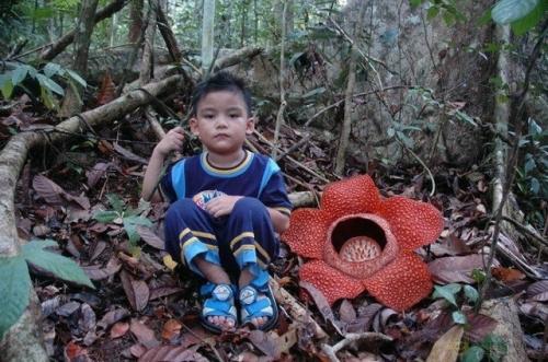 Учёные нашли редчайший цветок, которого ждали 13 лет: Трупная Лилия снова расцвела в индонезийском лесу. 02 Учёные нашли редчайший цветок, которого ждали 13 лет: Трупная Лилия снова расцвела в индонезийском лесу. 02