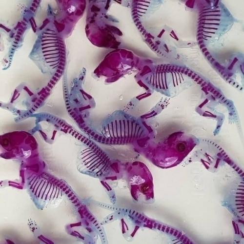 Диафонизация - это почти алхимия науки. 02