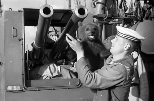 Четверолапые помощники моряков на кораблях. 03