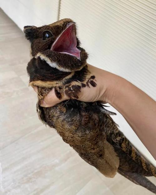 Знакомьтесь, это большой ушастый козодой, которого из-за внешности прозвали Птицей - Драконом. 02